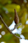 鹅掌楸属 Liriodendron sp. 聚合果