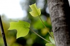 鹅掌楸 / 马褂木 Liriodendron chinense
