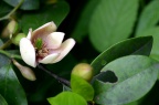 含笑花 / 含笑 Michelia figo