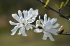 '睡莲' 星花玉兰 Yulania stellata 'Water Lily'
