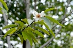 大叶云山白兰 Michelia xiangnanensis