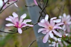 洛伯纳玉兰 Magnolia × loebneri 'Merill'