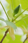 鹅掌楸属 Liriodendron sp.，花蕾