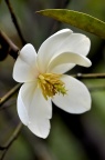 云南含笑 Michelia yunnanensis