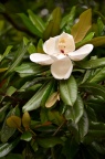 荷花玉兰 / 广玉兰 Magnolia grandiflora