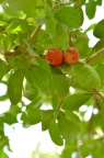 西印度樱桃 Malpighia glabra