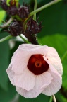 玫瑰茄 / 苏丹红 Hibiscus sabdariffa