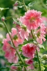 蜀葵 Alcea rosea 品种