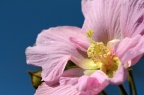 木芙蓉 Hibiscus mutabilis