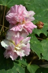 木芙蓉 Hibiscus mutabilis