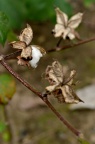 陆地棉 Gossypium hirsutum 蒴果