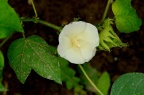 陆地棉 Gossypium hirsutum 花