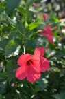 朱槿 / 扶桑 Hibiscus rosa-sinensis