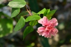 重瓣 朱槿 / 扶桑 Hibiscus rosa-sinensis