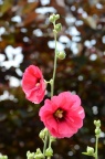 蜀葵 Alcea rosea