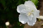 重瓣白木槿 Hibiscus syriacus