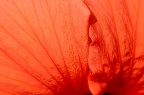 朱槿 / 扶桑 Hibiscus rosa-sinensis