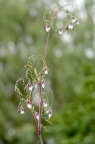 垂花水竹芋 Thalia geniculata