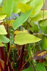 垂花水竹芋 Thalia geniculata