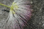 含羞草科 Mimosaceae