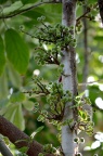 聚果榕 Ficus racemosa