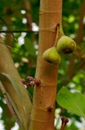 大果榕 / 木瓜榕 Ficus auriculata