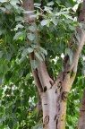 菩提树 Ficus religiosa