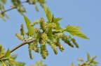 鲁桑 品种 Morus latifolia 'Spirata'