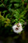 赤楠 Syzygium buxifolium