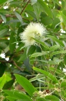 蒲桃 Syzygium jambos
