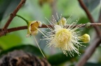 洋蒲桃 / 莲雾 Syzygium samarangense