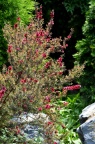 '皇后'澳洲茶 Leptospermum scoparium