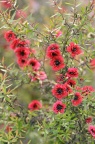 澳洲茶 / 松红梅 Leptospermum scoparium