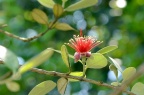 菲油果 Acca sellowiana 花