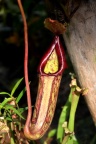 猪笼草科 Nepenthaceae