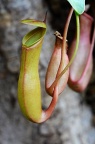 猪笼草 Nepenthes mirabilis