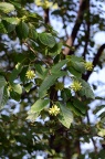 喜树 Camptotheca acuminata
