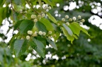 喜树 Camptotheca acuminata