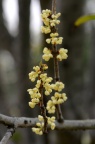 四季桂 Osmanthus fragrans subsp.