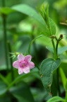 红素馨 Jasminum beesianum