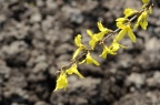 '春之誉'杂种连翘 Forsythia × intermedia