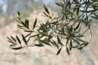 木犀榄 / 油橄榄 Olea europaea