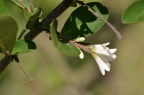 水蜡树 Ligustrum obtusifolium