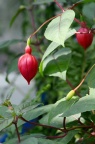 倒挂金钟 Fuchsia hybrida
