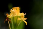 树兰属 Epidendrum sp.