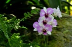 石斛 Dendrobium nobile