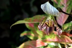 兰科 Orchidaceae