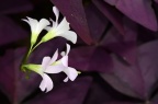 '紫叶' 堇色酢浆草 Oxalis violacea 'Purple Leaves'
