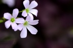 '紫叶' 堇色酢浆草 Oxalis violacea 'Purple Leaves'