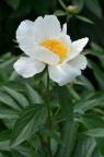 芍药 Paeonia lactiflora 品种